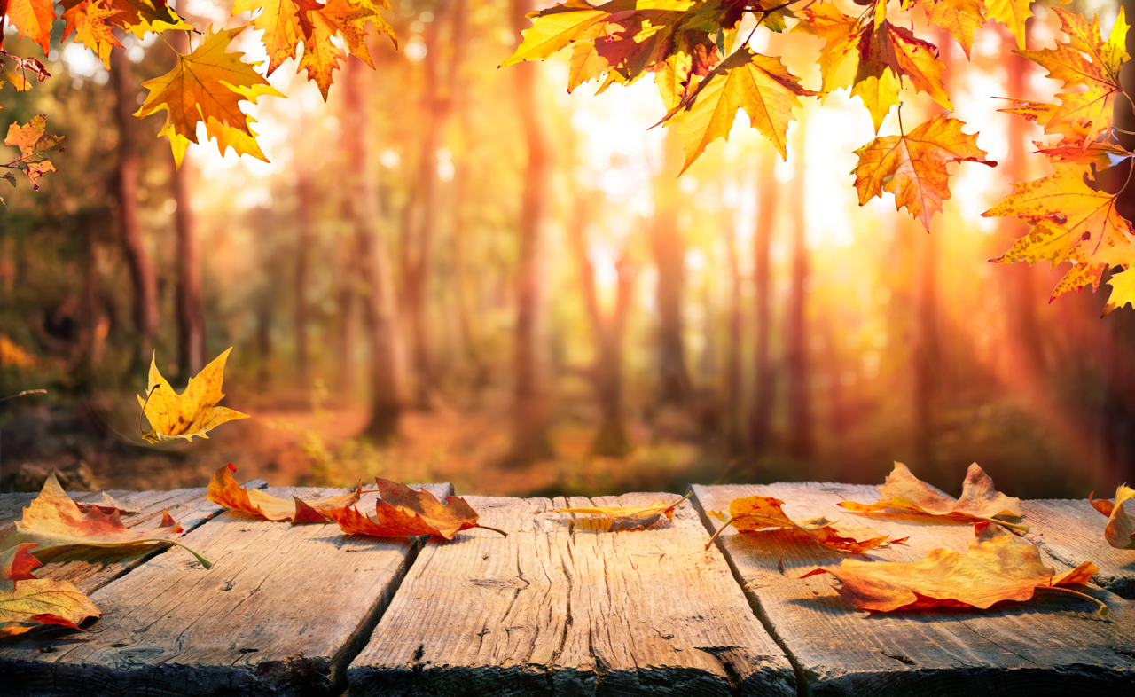 Automne đ